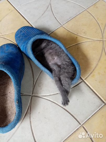 Котята
