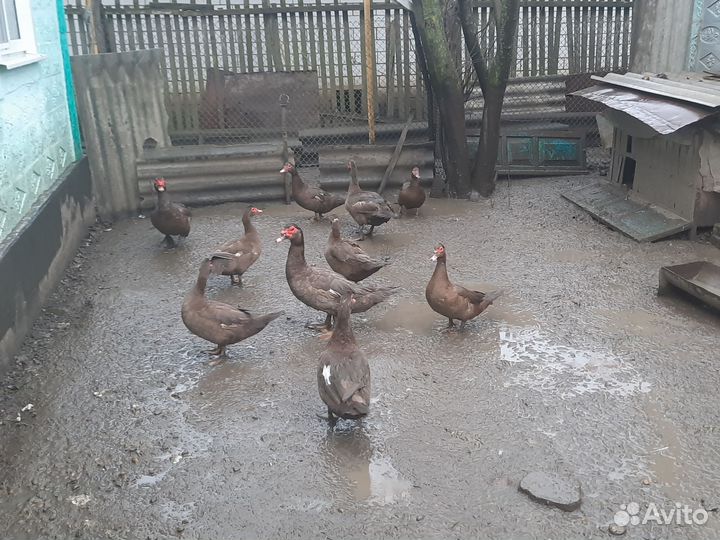 Индоути на племя