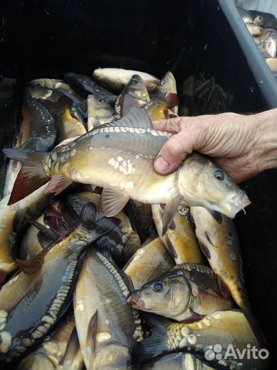 Малёк карпа