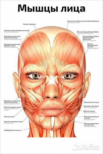 Массаж лица