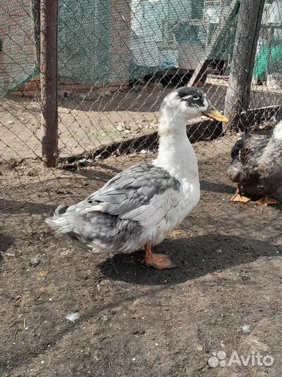 Молодые петухи и утки