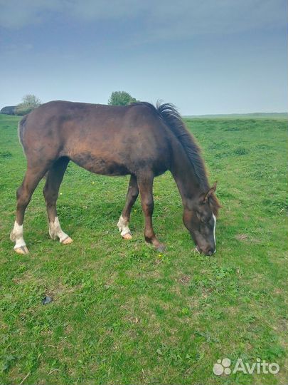 Кобыла тяжеловозной помеси