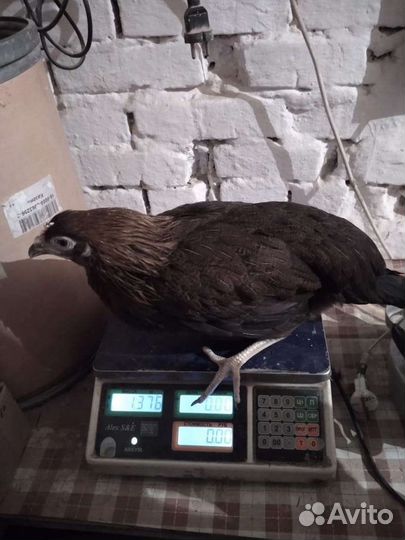 Куры несушки молодки