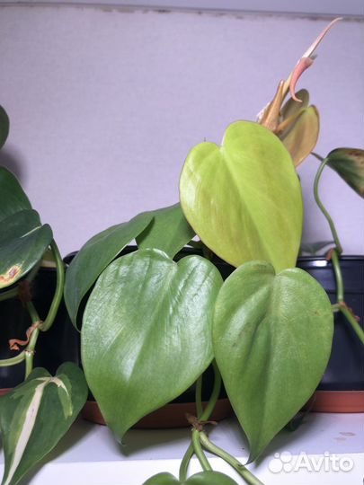 Филодендроны