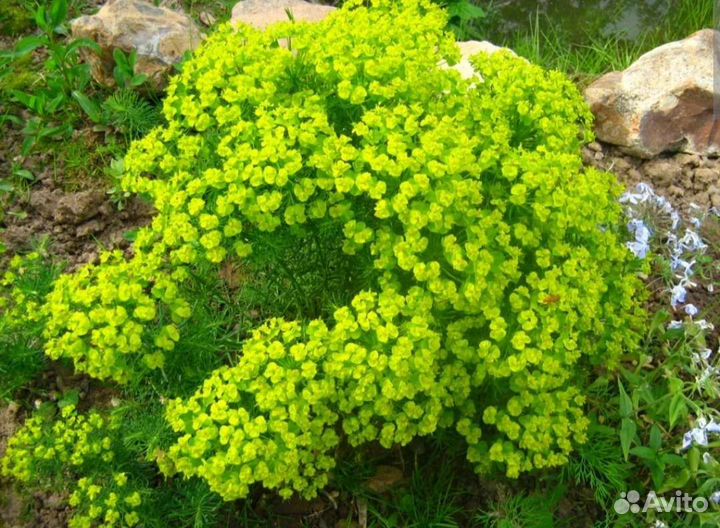 Многолетние почвопокровные. Маргаритки