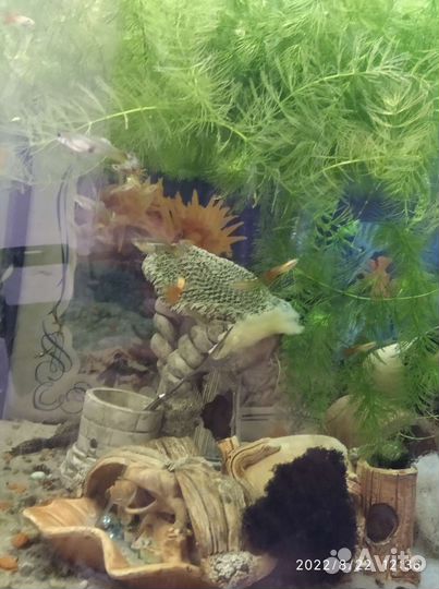 Роголистник