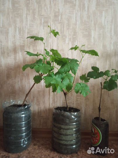 Саженцы винограда 