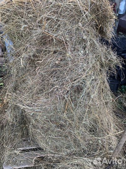 Сено в рулонах