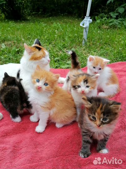 Котята