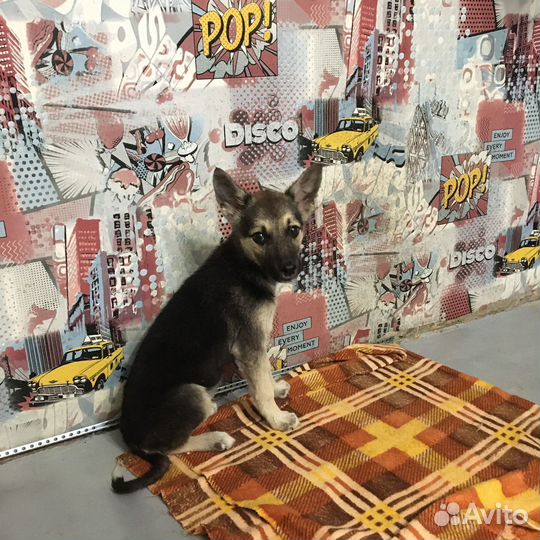 Щенок в дар