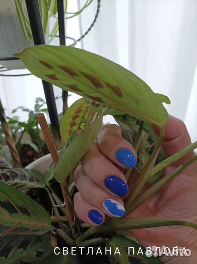 Маникюр на дому, окрашивание и коррекция бровей