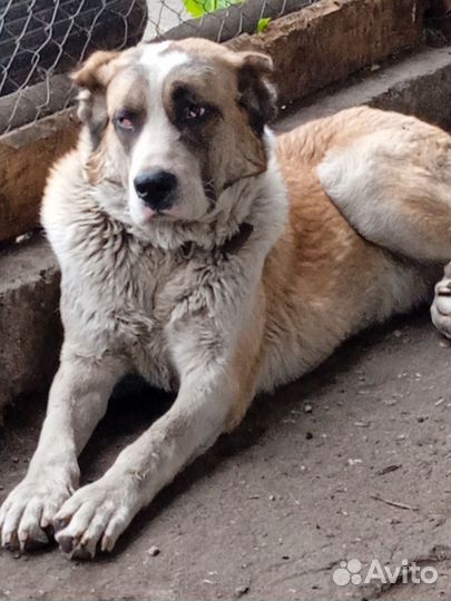 Среднеазиатская овчарка алабай в добрые руки