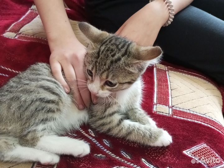 Отдам котёнка