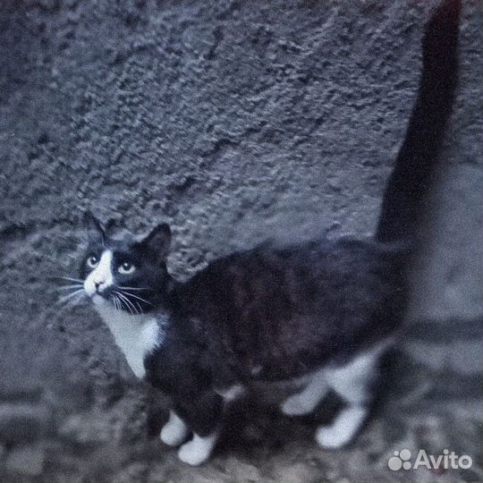 Кот в добрые руки