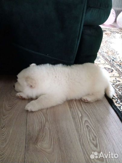 Щенки самоеда