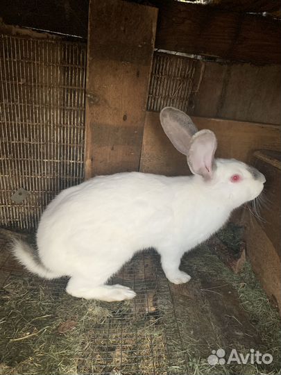 Кролики калифорнийские