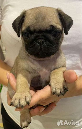 Щенки мопса