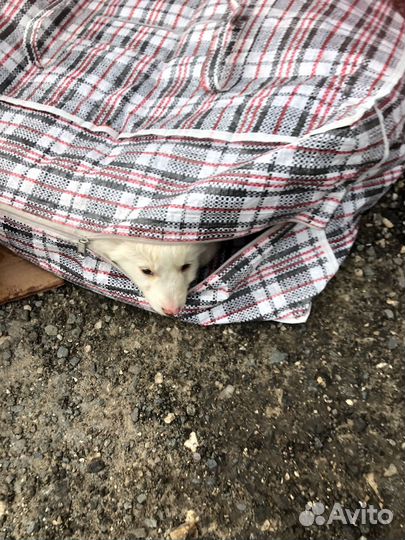 Щенята в доьрые руки