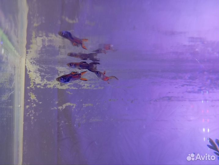 Аквариум с рыбками и со всем необходимым