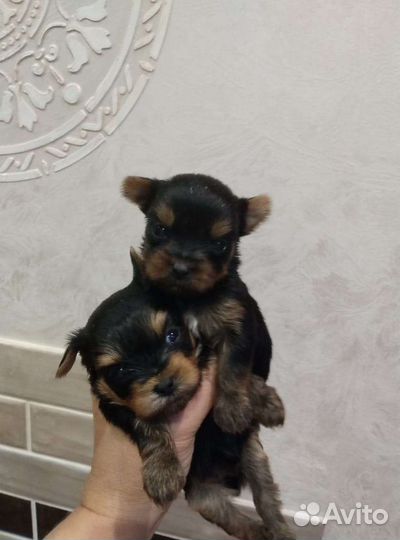 Йоркширский терьер