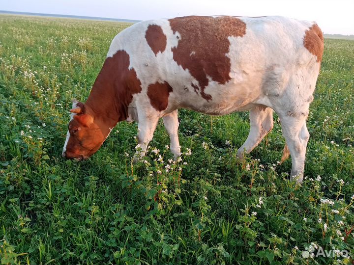 Коровы и телка