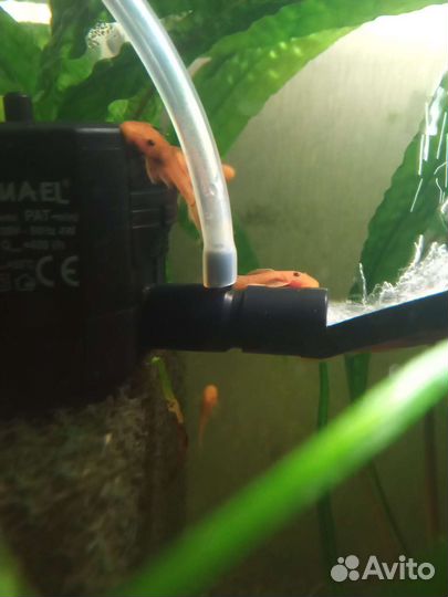 Анциструс. Гуппи. Танганьика. Корм Sera. Гриндаль