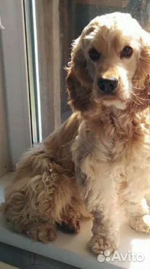 Вязка кокер спаниель