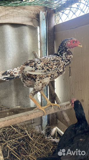 Бойцовые куры разная порода