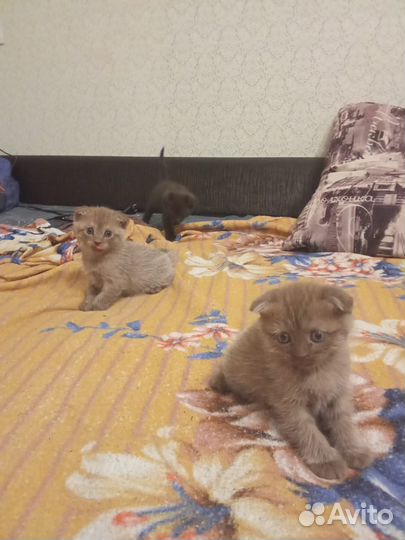 Шотландская