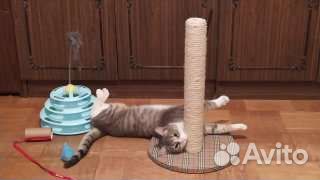 Кошечка, 1 год