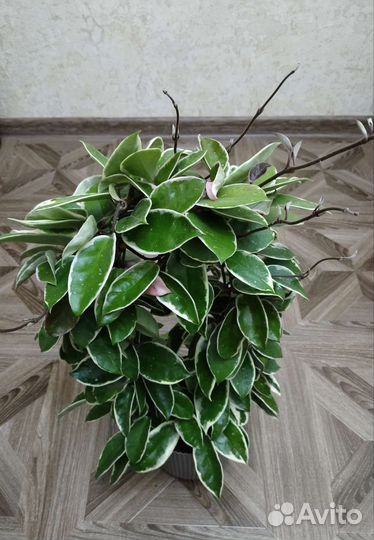 Хойи разные сорта