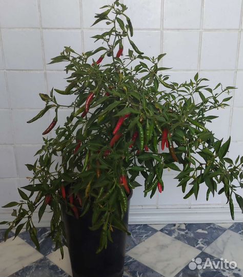 Горький перец