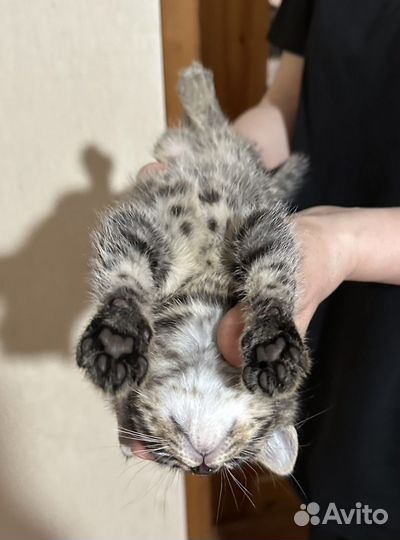 Котята в добрые руки мальчики