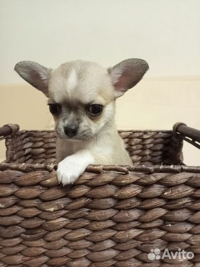 Щенки чихуахуа