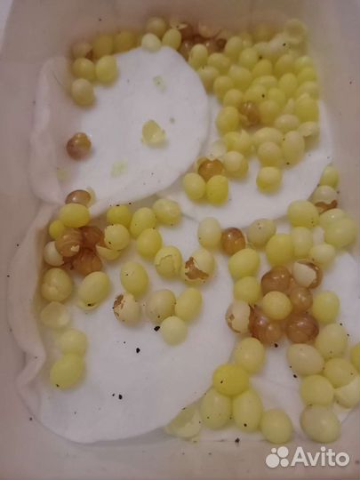 Улитята ахатина иммакулята