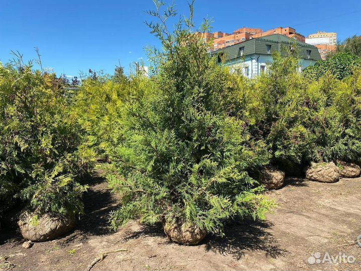 Туя в ассортименте: Смарагд, Брабант, Колумна