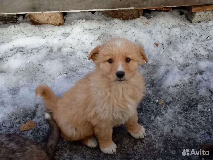 Собака щеночек