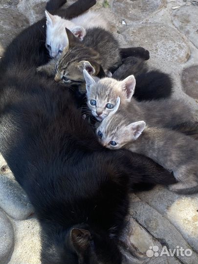 Котята бесплатно