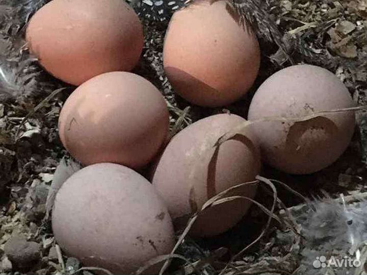 Яйца цесариные