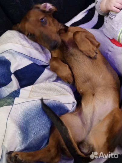 Щенки таксы