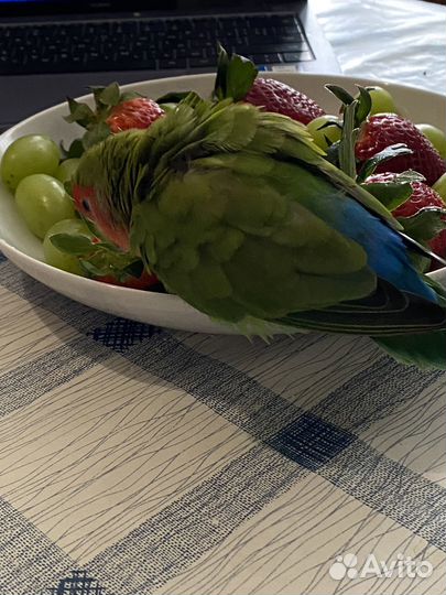 Попугай с клеткой