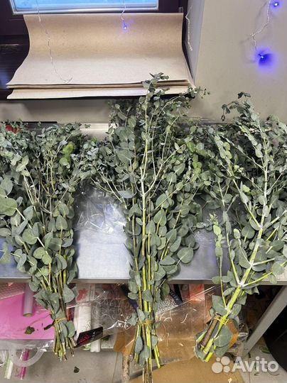 Венник банный Эвкалипт