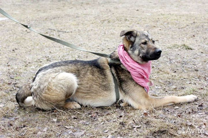 Собаки из приюта