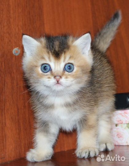 Британец золотой