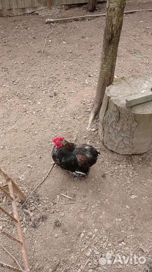 Молодые петухи