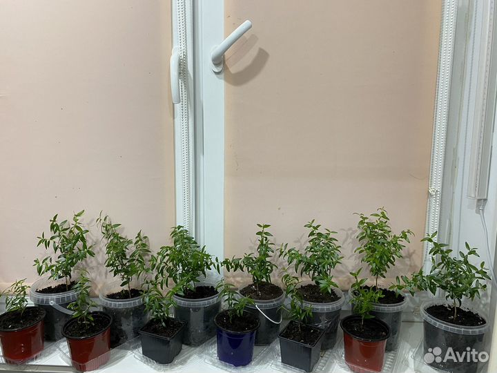 Комнатные цветы Мирт