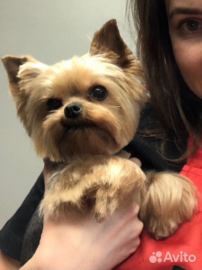 Груминг, Стрижка собак, Тримминг