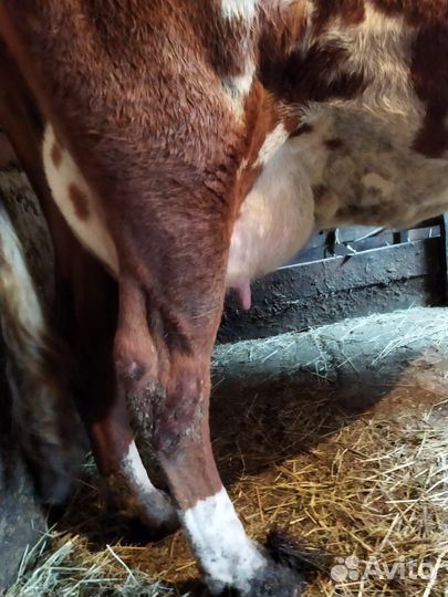 Корова высокоудойная