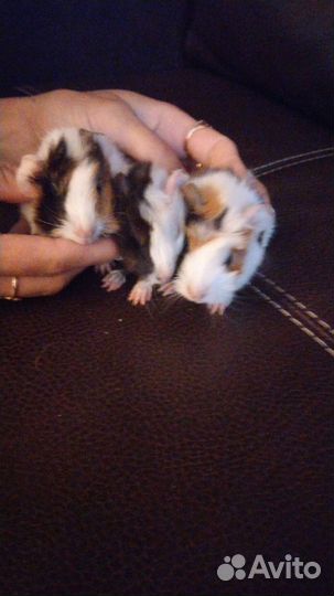 Морские свинки малыши