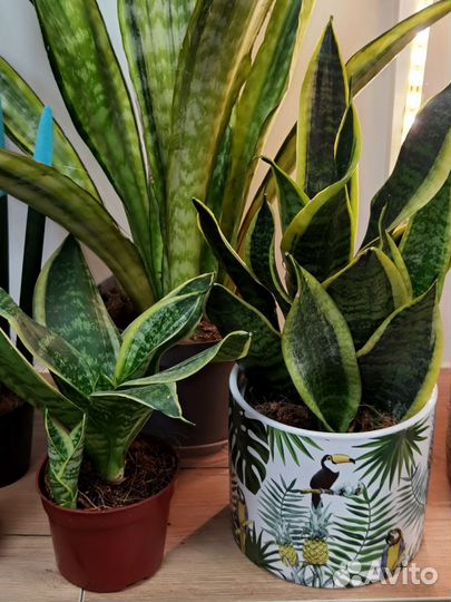 Сортовые Сансевиерии в ассортименте